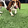 Daisy Mae