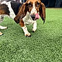 dog, basset_hound, animal, pet, outdoor, grass, tongue, ears, walking, cute, fence, green, snout, canine, playful, spot, white, brown, black, ground