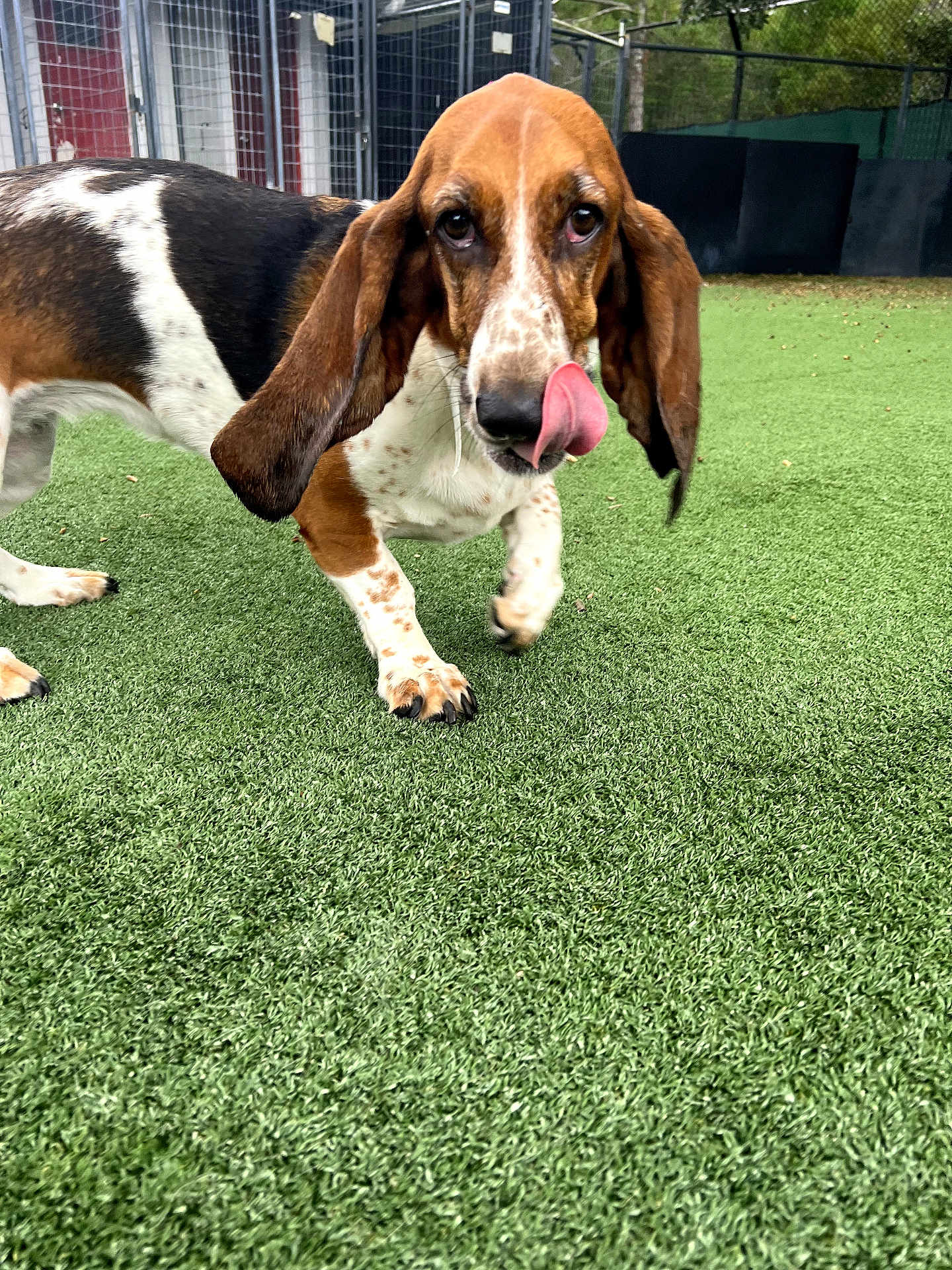 Daisy Mae