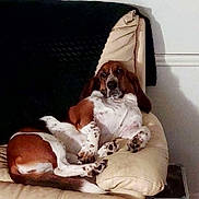 Daisy joined the competition — help win amazing prizes! dog, basset_hound, couch, indoor, relaxed, pet, furniture, blanket, brown, white, spotted, paw, living_room, canine, resting, animal, comfortable, home, fur, ears