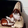 dog, basset_hound, couch, indoor, relaxed, pet, furniture, blanket, brown, white, spotted, paw, living_room, canine, resting, animal, comfortable, home, fur, ears