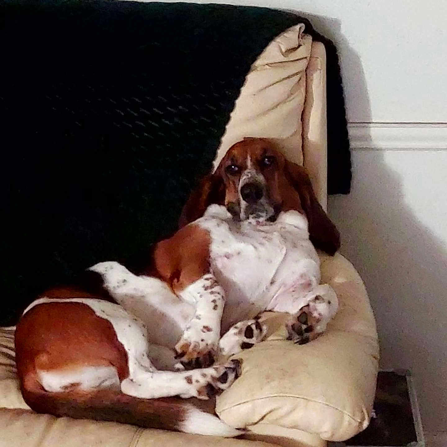Daisy