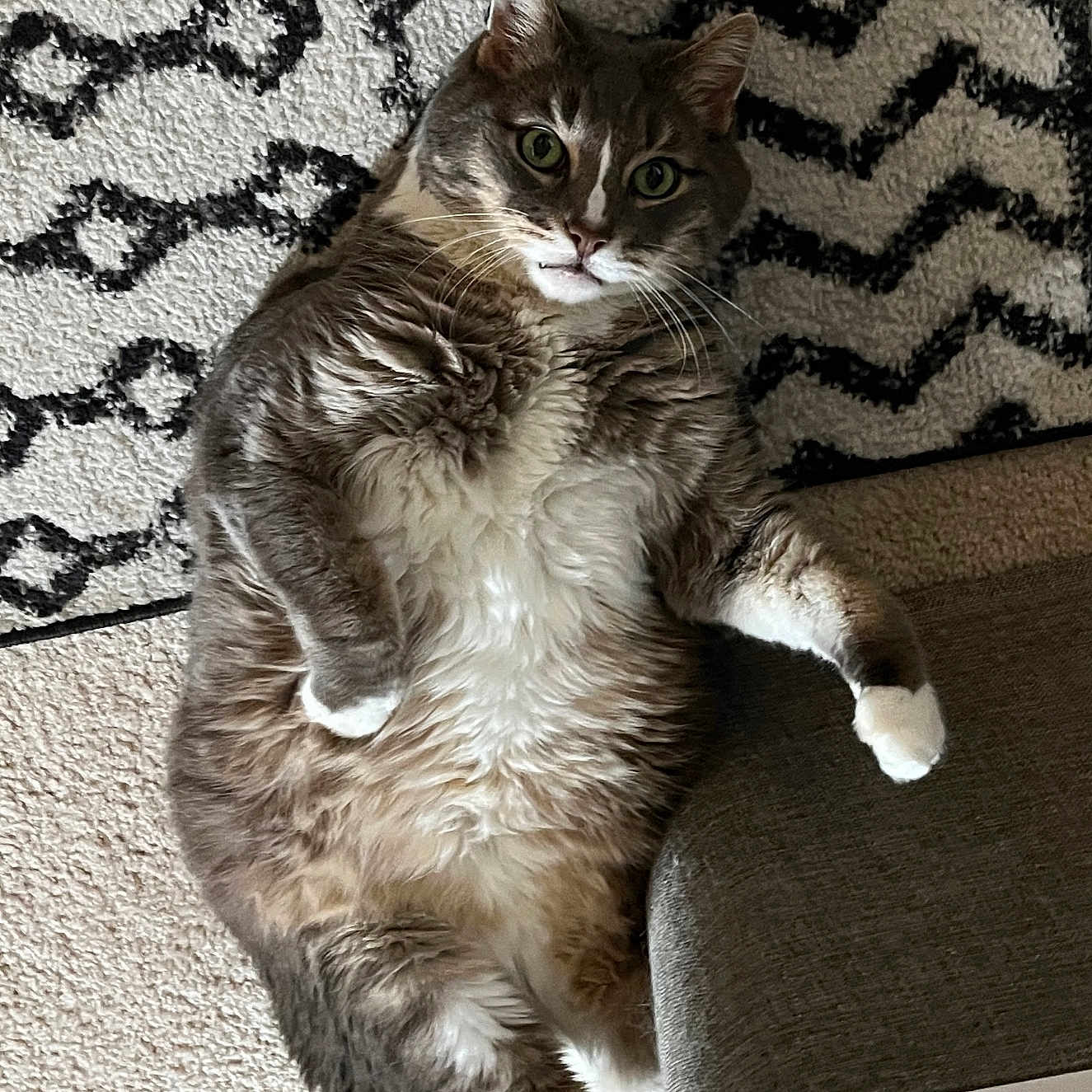 Powsh joined the competition — help win amazing prizes! carpet, cat, chubby, couch, cozy, cute, domestic_animal, feline, fluffy, fur, indoor, living_room, lying_down, patterned_rug, pet, relaxed, resting, rug, whiskers, white_paws