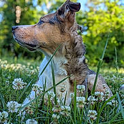 Dutch is registered to the contest to win money with this photo: dog, grass, flower, clover, outdoor, nature, pet, animal, greenery, canine, fur, profile, meadow, sunlight, daylight, blurred_background, peaceful, resting, closeup, summer