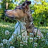 dog, grass, flower, clover, outdoor, nature, pet, animal, greenery, canine, fur, profile, meadow, sunlight, daylight, blurred_background, peaceful, resting, closeup, summer