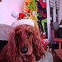 brown_dog, canine, celebration, christmas, christmas_tree, couch, curly_fur, dog, festive, fur, holiday, holiday_decorations, home, indoor, living_room, pet, present, relaxing, santa_hat, seasonal