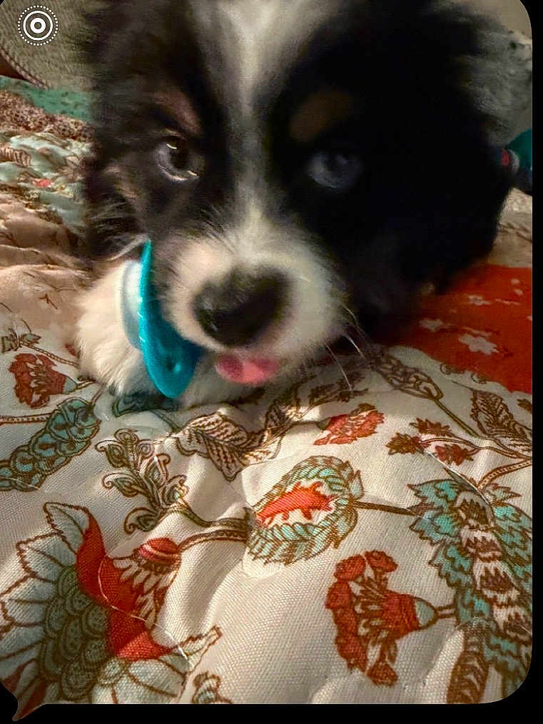Avery joined the competition — help win amazing prizes! puppy, dog, close_up, heterochromia, blue_eye, brown_eye, tongue_out, bedspread, floral_pattern, quilt, pet, animal, cute, fur, indoor, resting, young_dog, playful, curious, muzzle