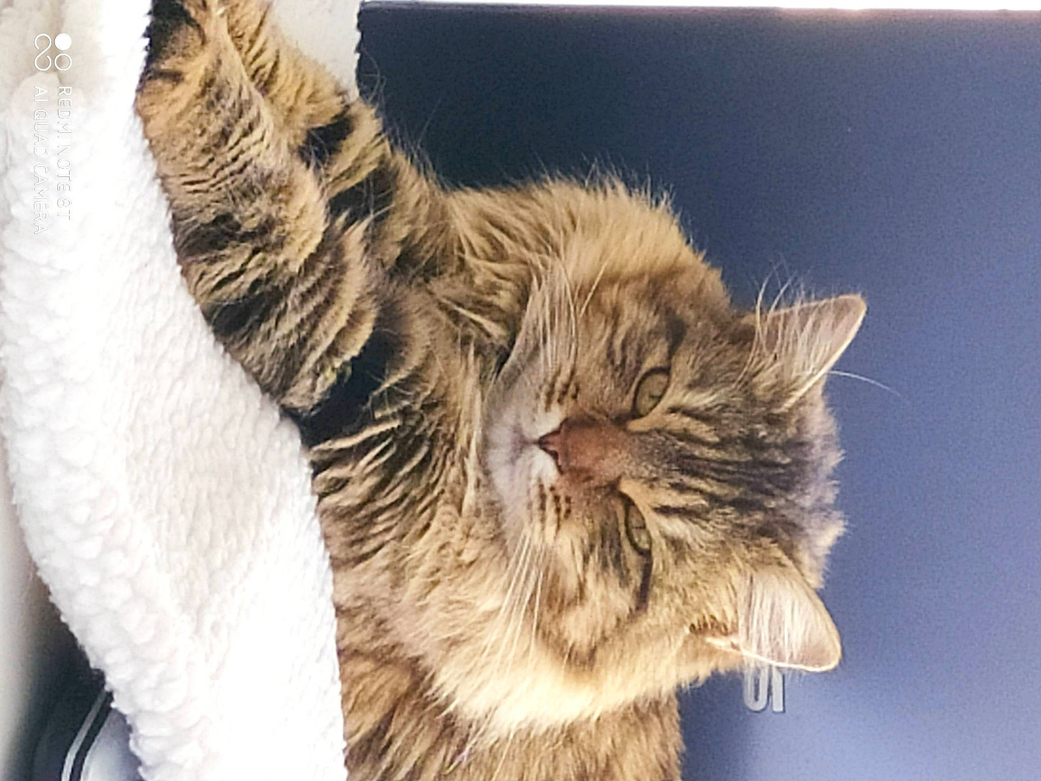 Nouchka a rejoint le concours — aidez-le/la à gagner de superbes lots ! beige, blond, carnivore, cat, fawn, felidae, fur, small_to_medium_sized_cats, snout, vertebrate, whiskers