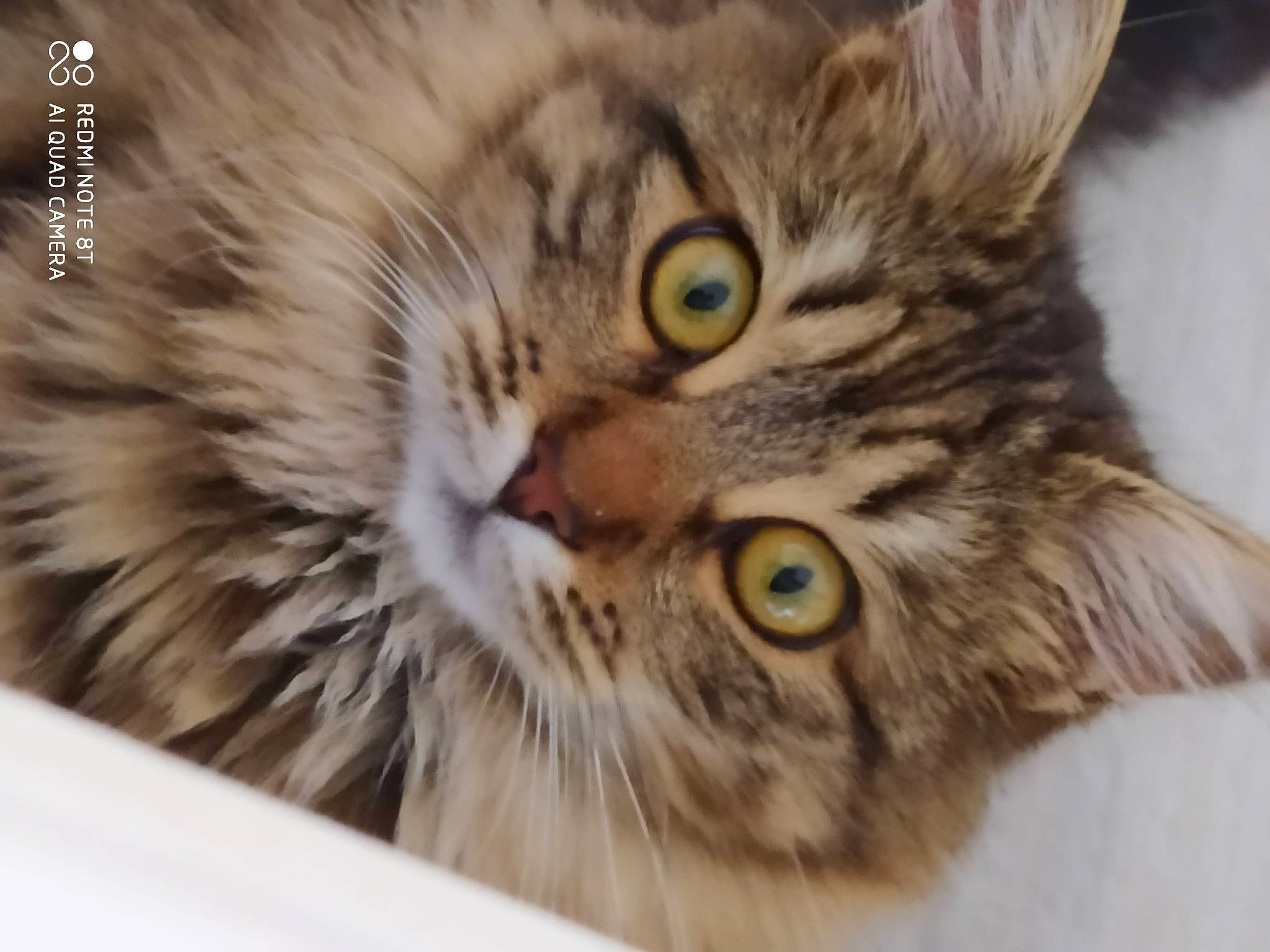 Nouchka a rejoint le concours — aidez-le/la à gagner de superbes lots ! beige, brown, carnivore, cat, close_up, domestic_short_haired_cat, fawn, felidae, fur, iris, small_to_medium_sized_cats, snout, tabby_cat, terrestrial_animal, vertebrate, whiskers