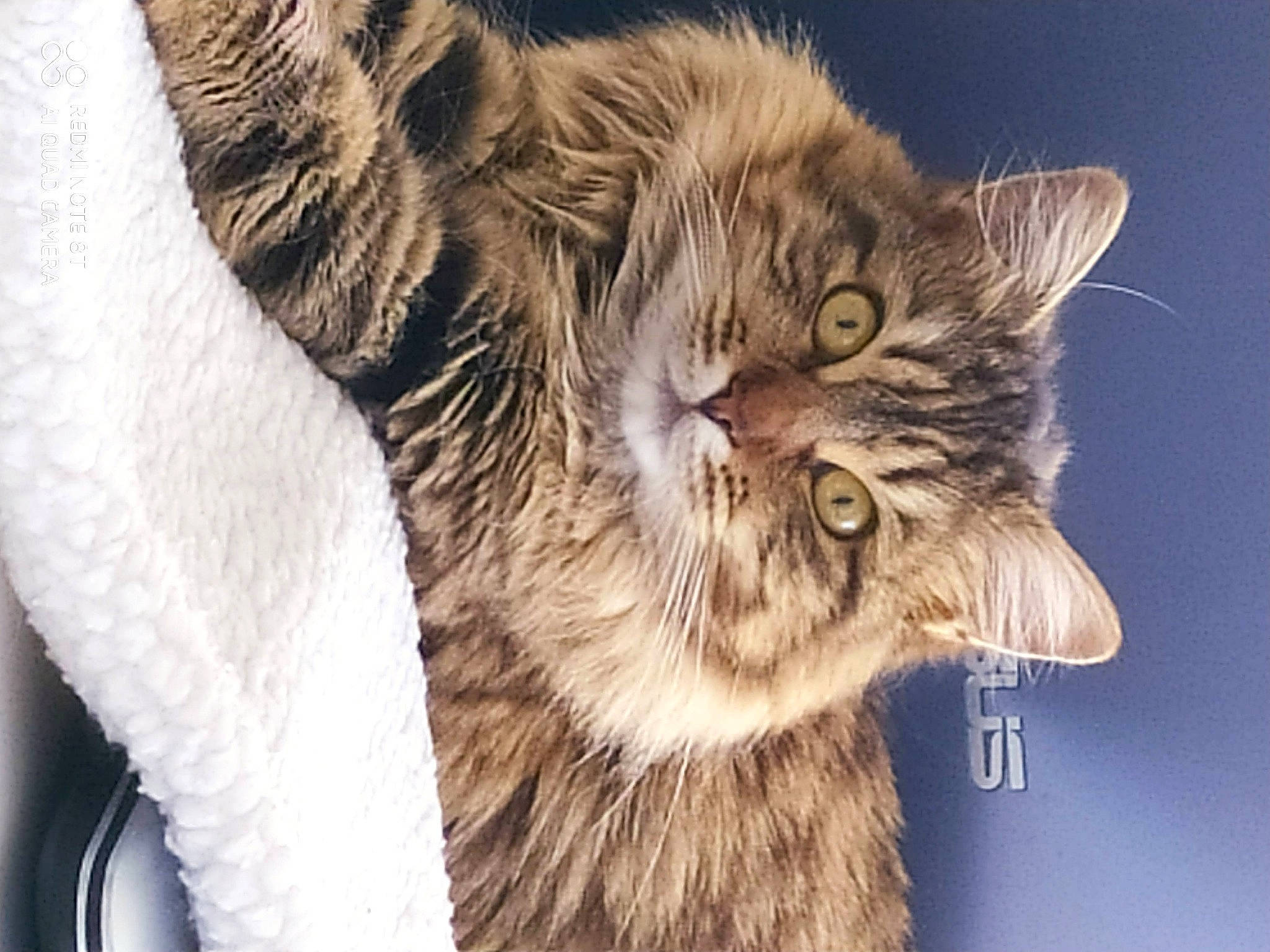 Nouchka participe au concours pour gagner de l'argent avec cette photo : beige, blond, carnivore, cat, facial_expression, fawn, felidae, fur, liver, small_to_medium_sized_cats, snout, vertebrate, whiskers