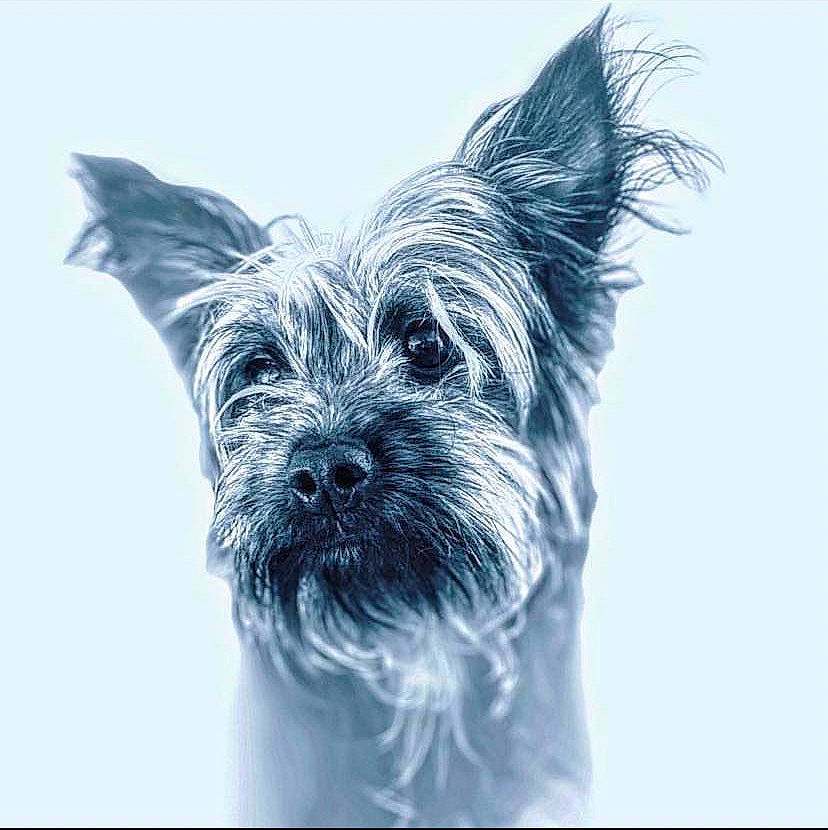 Nala a rejoint le concours — aidez-le/la à gagner de superbes lots ! biewer_terrier, canidae, carnivore, companion_dog, dog, dog_breed, dog_supply, electric_blue, small_terrier, snout, sporting_group, terrier, toy_dog, water_dog, working_animal