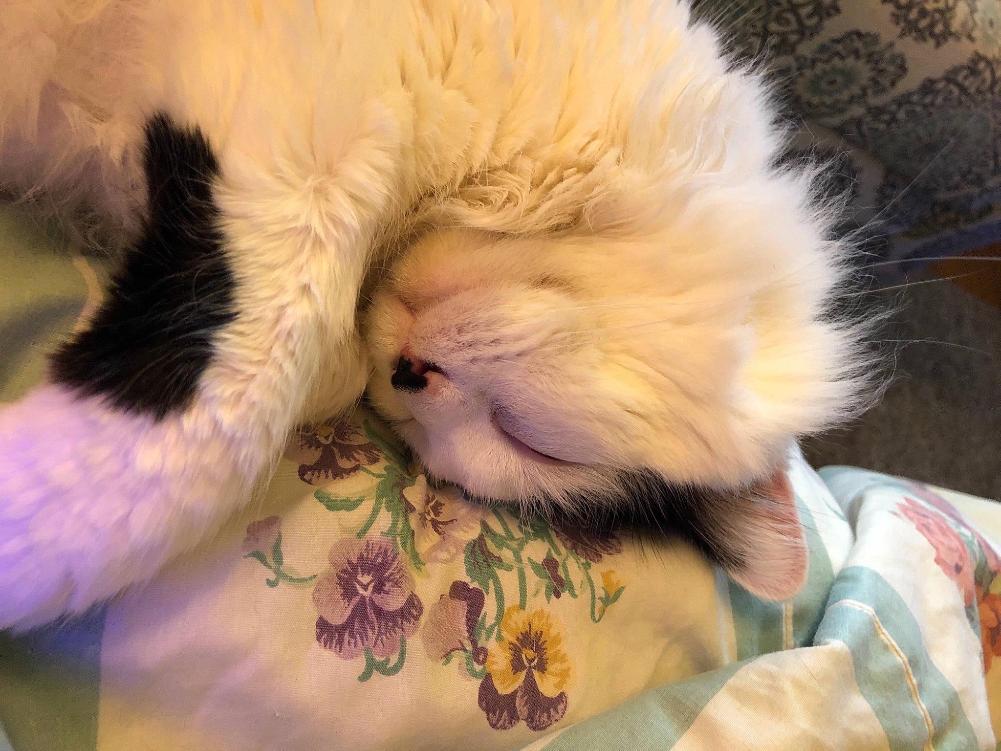 Luna is registered to the contest to win money with this photo: carnivore, cat, felidae, fur, nap, nose, paw, puppy_love, small_to_medium_sized_cats, snout, whiskers