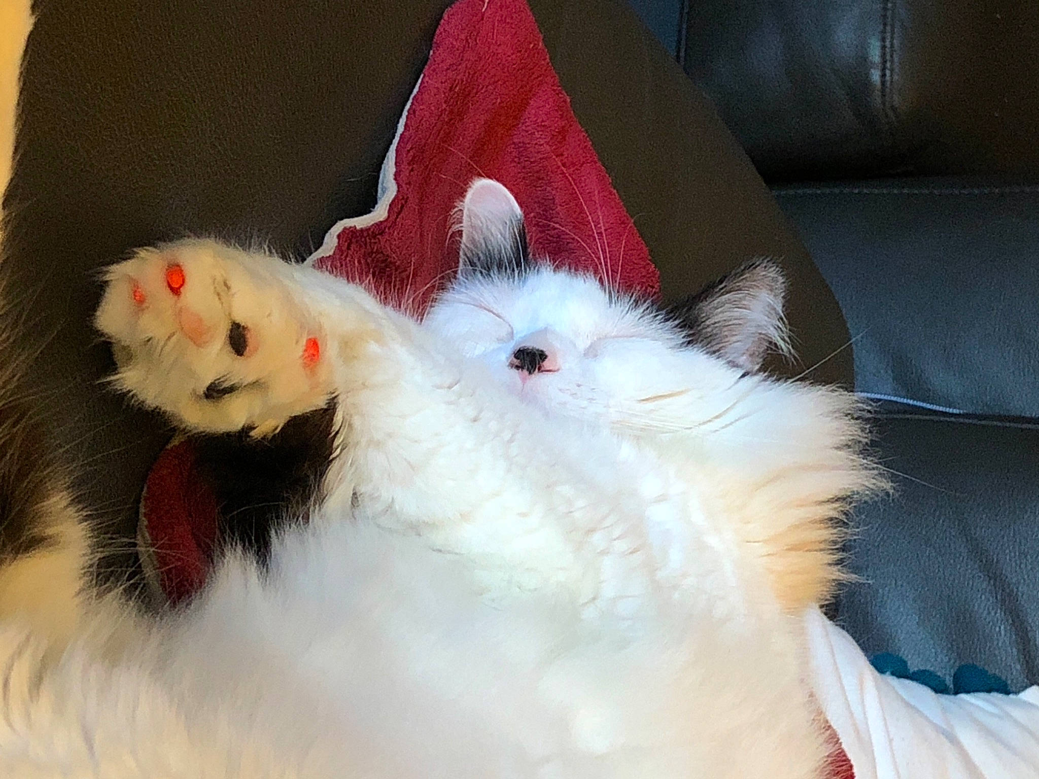 Luna is registered to the contest to win money with this photo: carnivore, cat, claw, ear, felidae, fur, norwegian_forest_cat, paw, persian, small_to_medium_sized_cats, tail, turkish_angora, turkish_van, whiskers