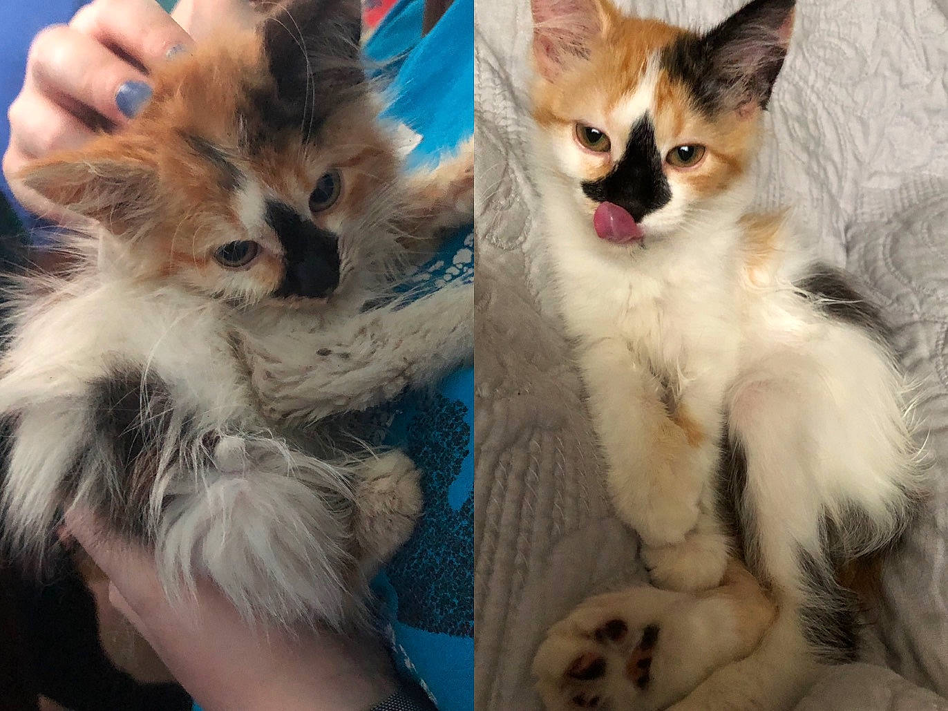 Miku joined the competition — help win amazing prizes! aegean_cat, asian, balinese, carnivore, cat, claw, domestic_long_haired_cat, fawn, felidae, fur, kitten, mammal, polydactyl_cat, ragamuffin, ragdoll, siberian, small_to_medium_sized_cats, somali, vertebrate, whiskers