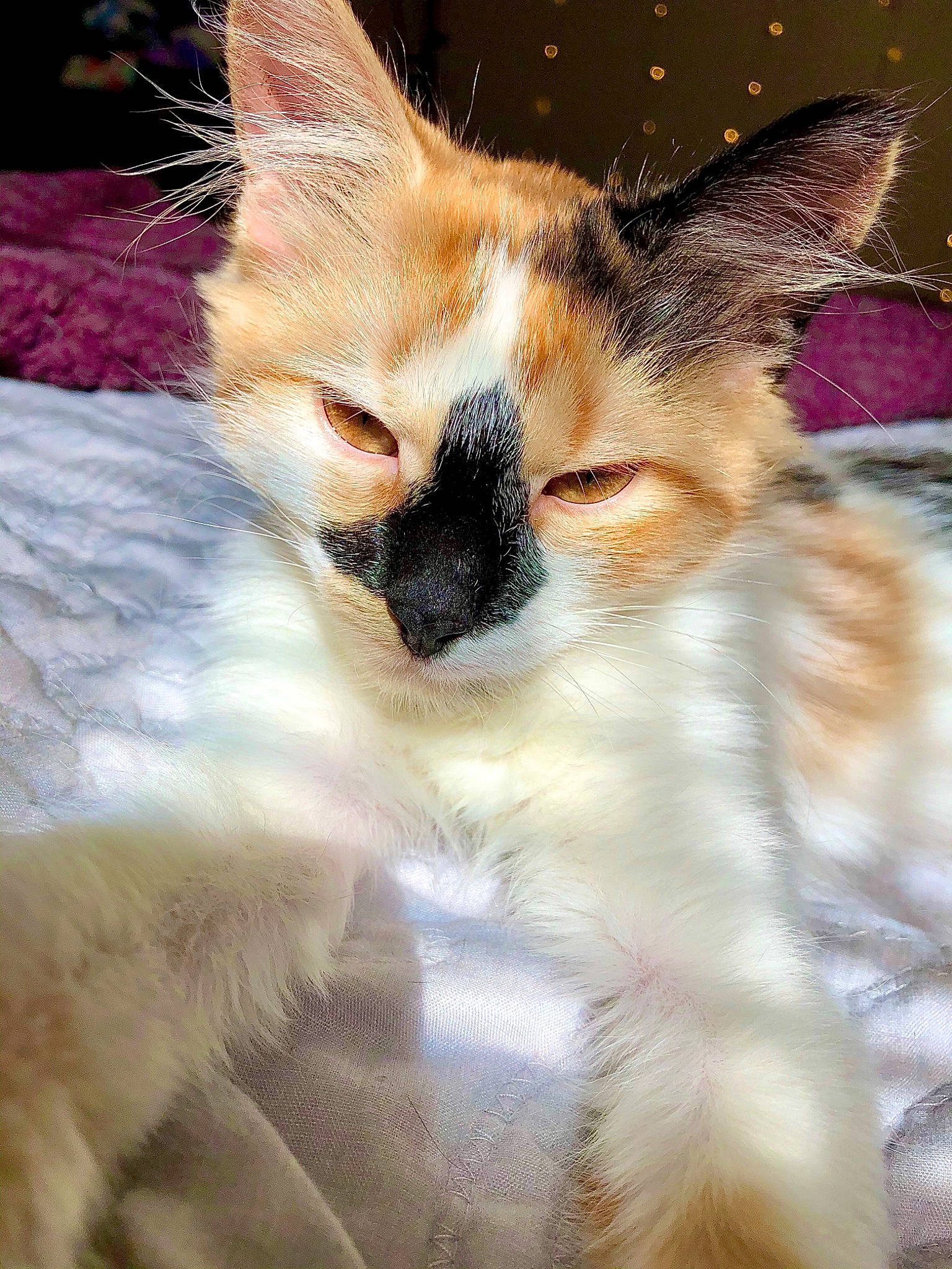 Miku is registered to the contest to win money with this photo: aegean_cat, asian, carnivore, cat, fawn, felidae, fur, kitten, mammal, singapura, small_to_medium_sized_cats, snout, whiskers