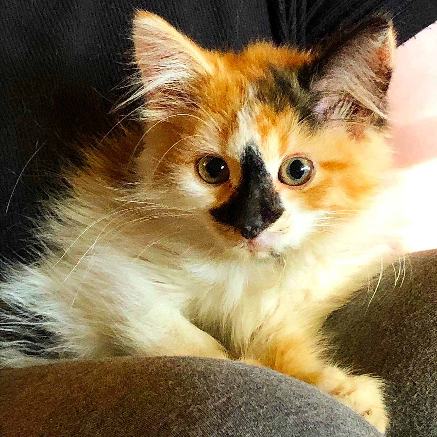 Miku joined the competition — help win amazing prizes! asian_semi_longhair, carnivore, cat, domestic_long_haired_cat, fawn, felidae, fur, kitten, mammal, ragamuffin, small_to_medium_sized_cats, snout, vertebrate, whiskers