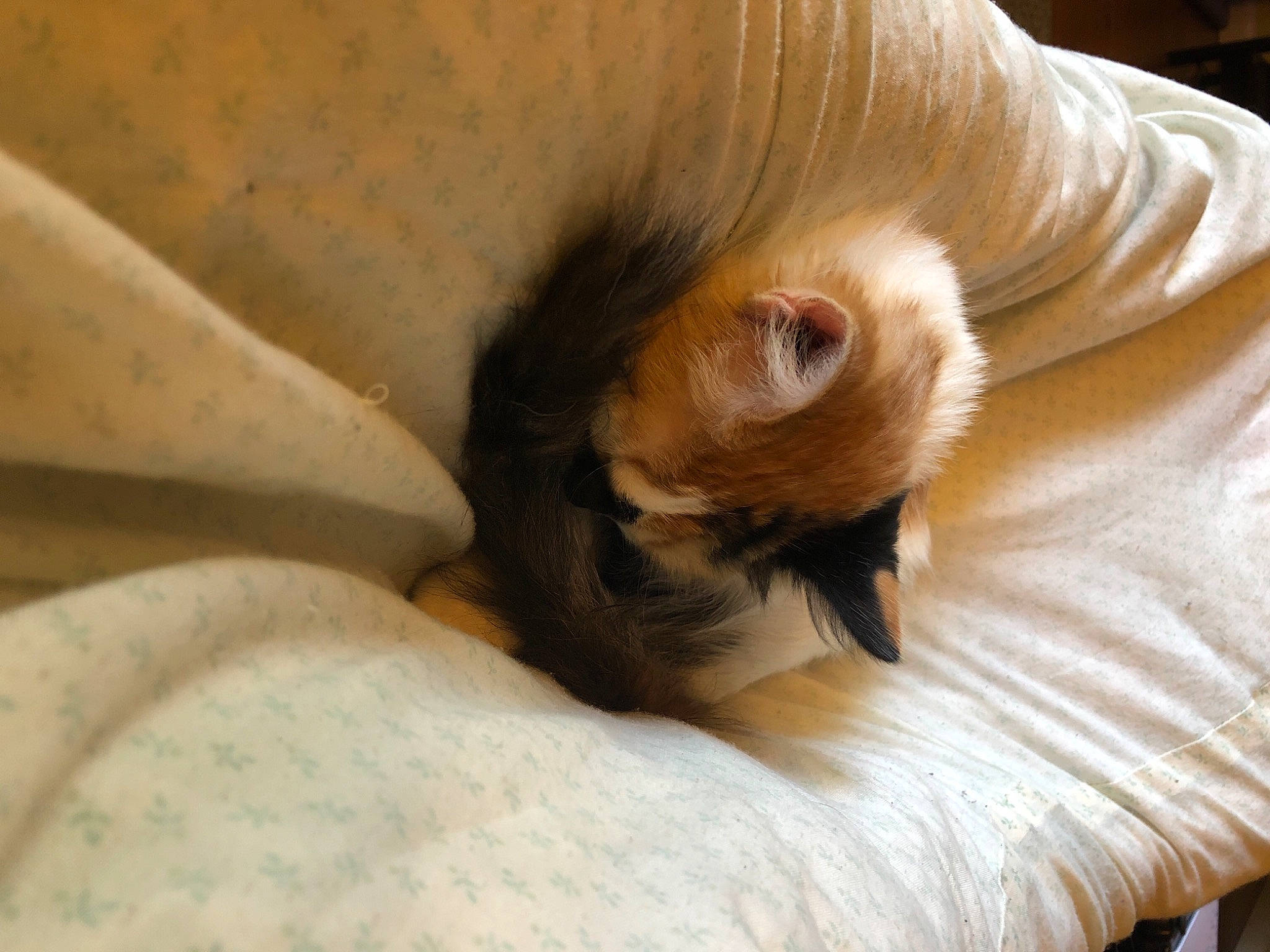 Miku joined the competition — help win amazing prizes! canidae, fawn, fur, nap, whiskers