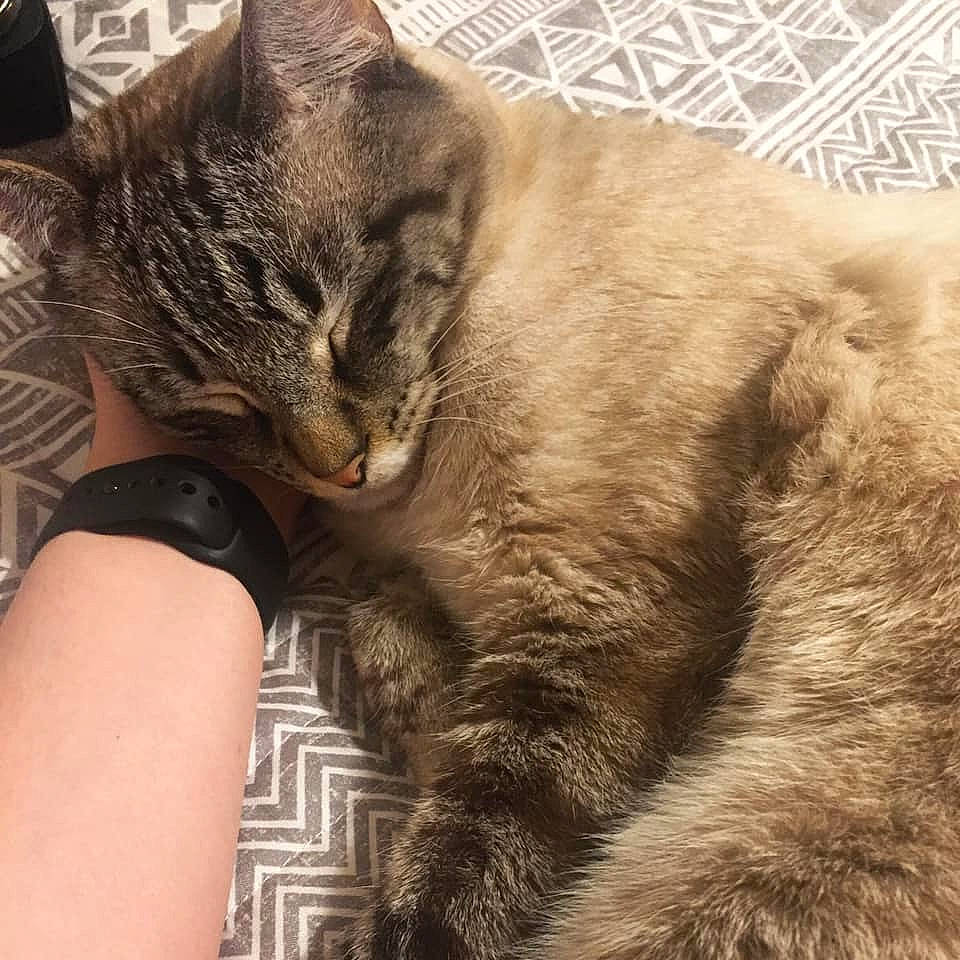 Conan is registered to the contest to win money with this photo: asian, carnivore, cat, claw, domestic_short_haired_cat, dragon_li, european_shorthair, felidae, fur, kitten, leg, nap, nose, pixie_bob, sleep, small_to_medium_sized_cats, snout, tabby_cat, whiskers