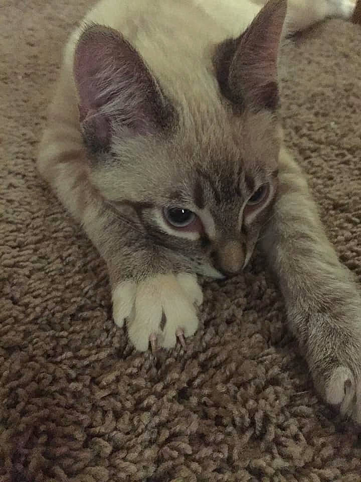 Conan joined the competition — help win amazing prizes! asian, british_shorthair, carnivore, cat, claw, domestic_short_haired_cat, ear, european_shorthair, fawn, felidae, kitten, mammal, polydactyl_cat, small_to_medium_sized_cats, tabby_cat, whiskers