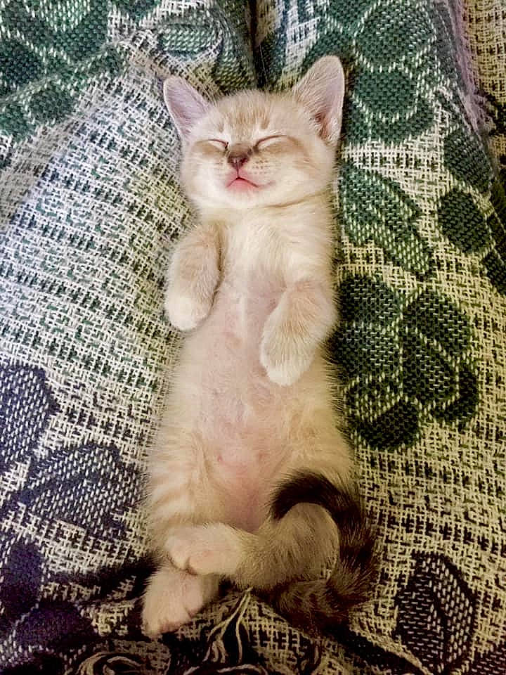 Conan joined the competition — help win amazing prizes! aegean_cat, american_wirehair, arabian_mau, asian, burmilla, carnivore, cat, domestic_short_haired_cat, european_shorthair, fawn, felidae, german_rex, kitten, mammal, polydactyl_cat, small_to_medium_sized_cats, tabby_cat, tail, vertebrate, whiskers