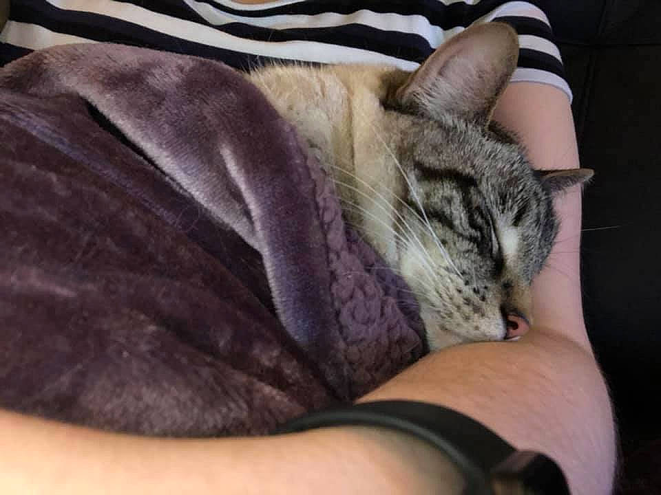 Conan joined the competition — help win amazing prizes! american_shorthair, asian, carnivore, cat, domestic_short_haired_cat, dragon_li, egyptian_mau, european_shorthair, fawn, felidae, fur, hand, kitten, nap, sleep, small_to_medium_sized_cats, snout, tabby_cat, tail, whiskers