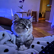 Misty is registered to the contest to win money with this photo: blanket, blue_lighting, cat, chair, contemplative, cozy, flower_pot, furniture, home_interior, indoor, pet, plant, polka_dot, relaxed, remote_control, soft_texture, tabby_cat, table, warm_lighting, wooden_floor