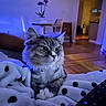 blanket, blue_lighting, cat, chair, contemplative, cozy, flower_pot, furniture, home_interior, indoor, pet, plant, polka_dot, relaxed, remote_control, soft_texture, tabby_cat, table, warm_lighting, wooden_floor