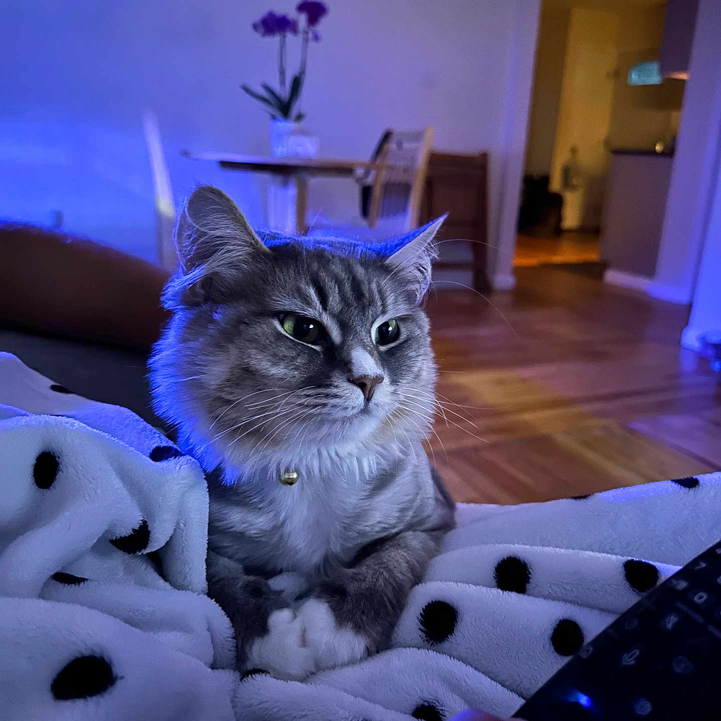 Misty