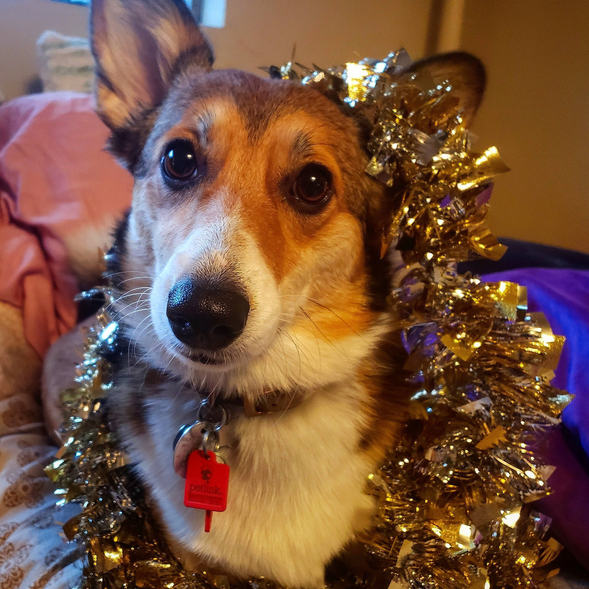 Clarice is registered to the contest to win money with this photo: canidae, carnivore, christmas, christmas_decoration, christmas_ornament, collar, companion_dog, dog, dog_breed, dog_collar, dog_supply, event, fawn, fur, holiday, interior_design, snout, sporting_group, whiskers, winter