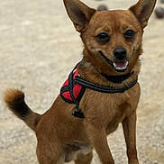 Hondo a rejoint le concours — aidez-le/la à gagner de superbes lots ! animal, brown_dog, canine, close_up, dog, ears, fur, gravel, happy, harness, mouth, nose, outdoor, paw, pet, shoe, small_dog, standing, tail, tongue