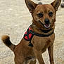 animal, brown_dog, canine, close_up, dog, ears, fur, gravel, happy, harness, mouth, nose, outdoor, paw, pet, shoe, small_dog, standing, tail, tongue