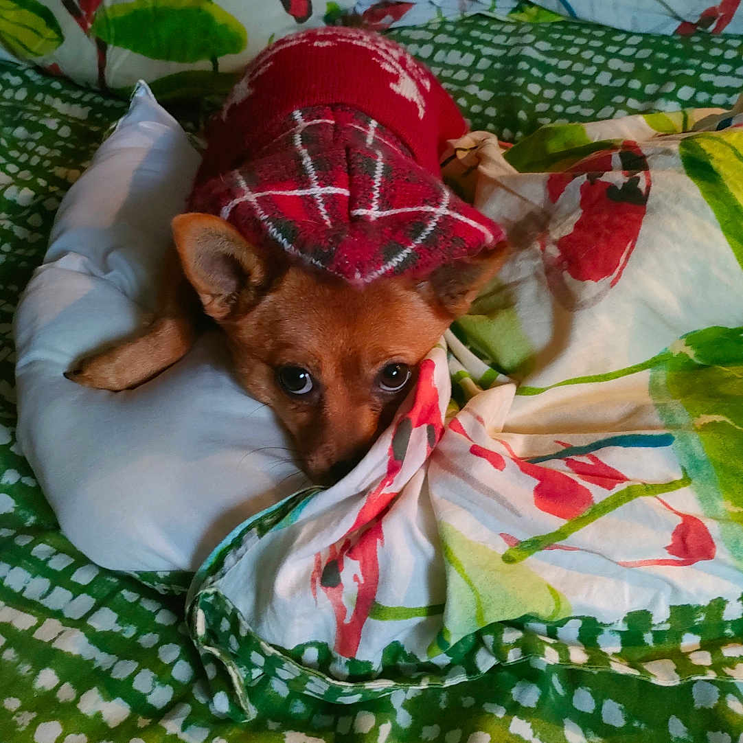 Hondo participe au concours pour gagner de l'argent avec cette photo : animal, bed, blanket, canine, clothing, cushion, dog, face, furniture, hat, head, homedecor, hound, linen, person, pet, photography, portrait, puppy, quilt