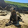 Ulysse participe au concours pour gagner de l'argent avec cette photo : dog, beach, sand, rocks, cliffs, green_hills, sunlight, collar, outdoor, nature, canine, pet, lying_down, daylight, landscape, snout, paw, animal, relaxing, scenery
