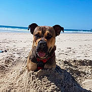 Eliotness a rejoint le concours — aidez-le/la à gagner de superbes lots ! dog, beach, sand, ocean, sunny, outdoor, animal, pet, canine, playful, daytime, water, sky, fun, nature, happy, tongue, harness, summer, coast