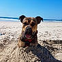 dog, beach, sand, ocean, sunny, outdoor, animal, pet, canine, playful, daytime, water, sky, fun, nature, happy, tongue, harness, summer, coast