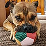 dog, toy, indoor, carpet, closeup, pet, animal, brown, snout, paw, furniture, wood, playful, resting, cute, focused, home, patchwork, colorful, texture