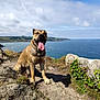 dog, tongue_out, rocky_terrain, cliff, ocean, water, sky, clouds, coastline, outdoor, sunlight, nature, greenery, happy, pet, animal, landscape, daytime, scenic, sitting