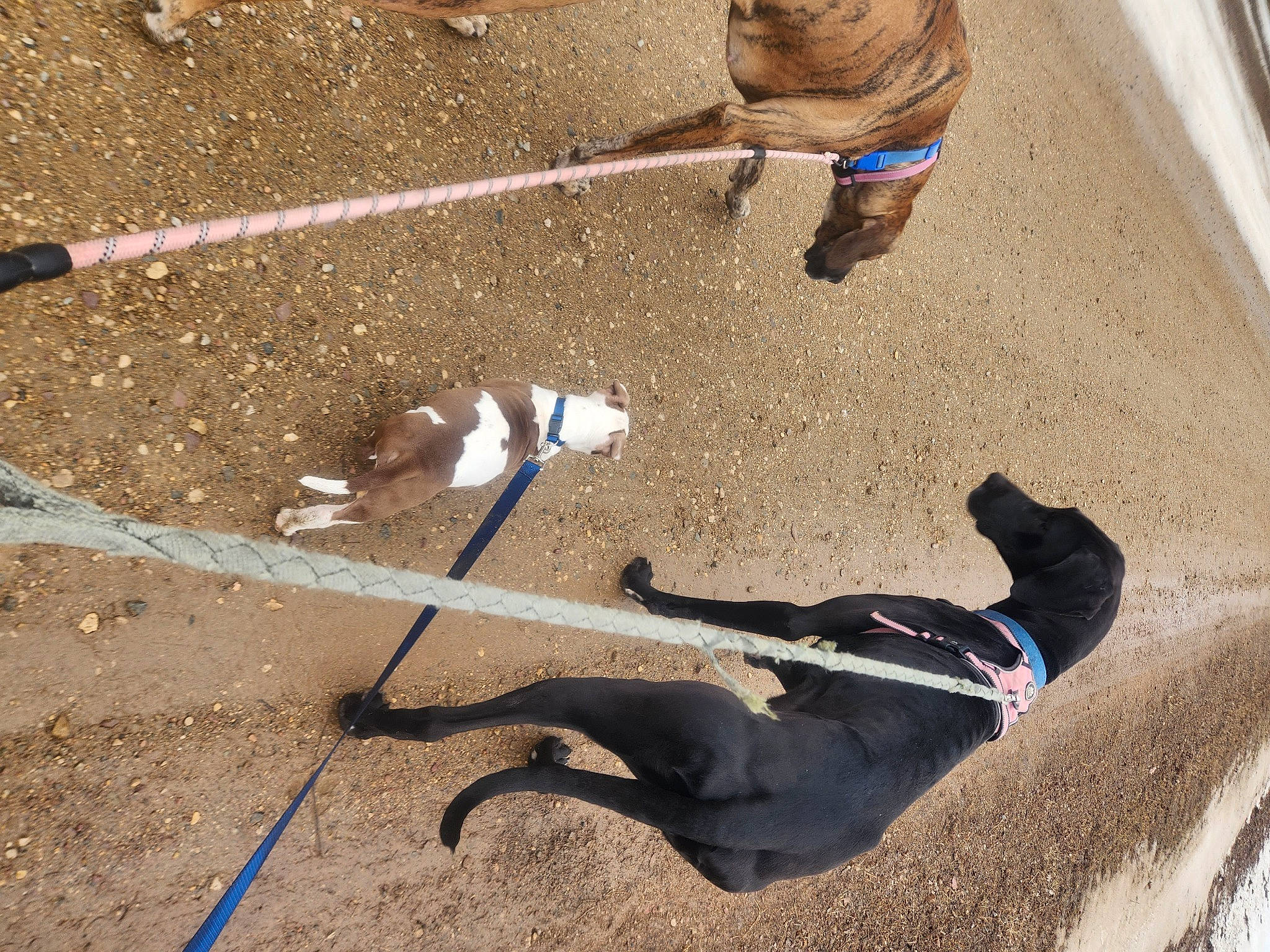 Bentley joined the competition — help win amazing prizes! asphalt, concrete, dog, fashion_accessory, foot, fun, hat, human_leg, leash, line, recreation, sand, shadow, sidewalk, soil, sporting_group, walking