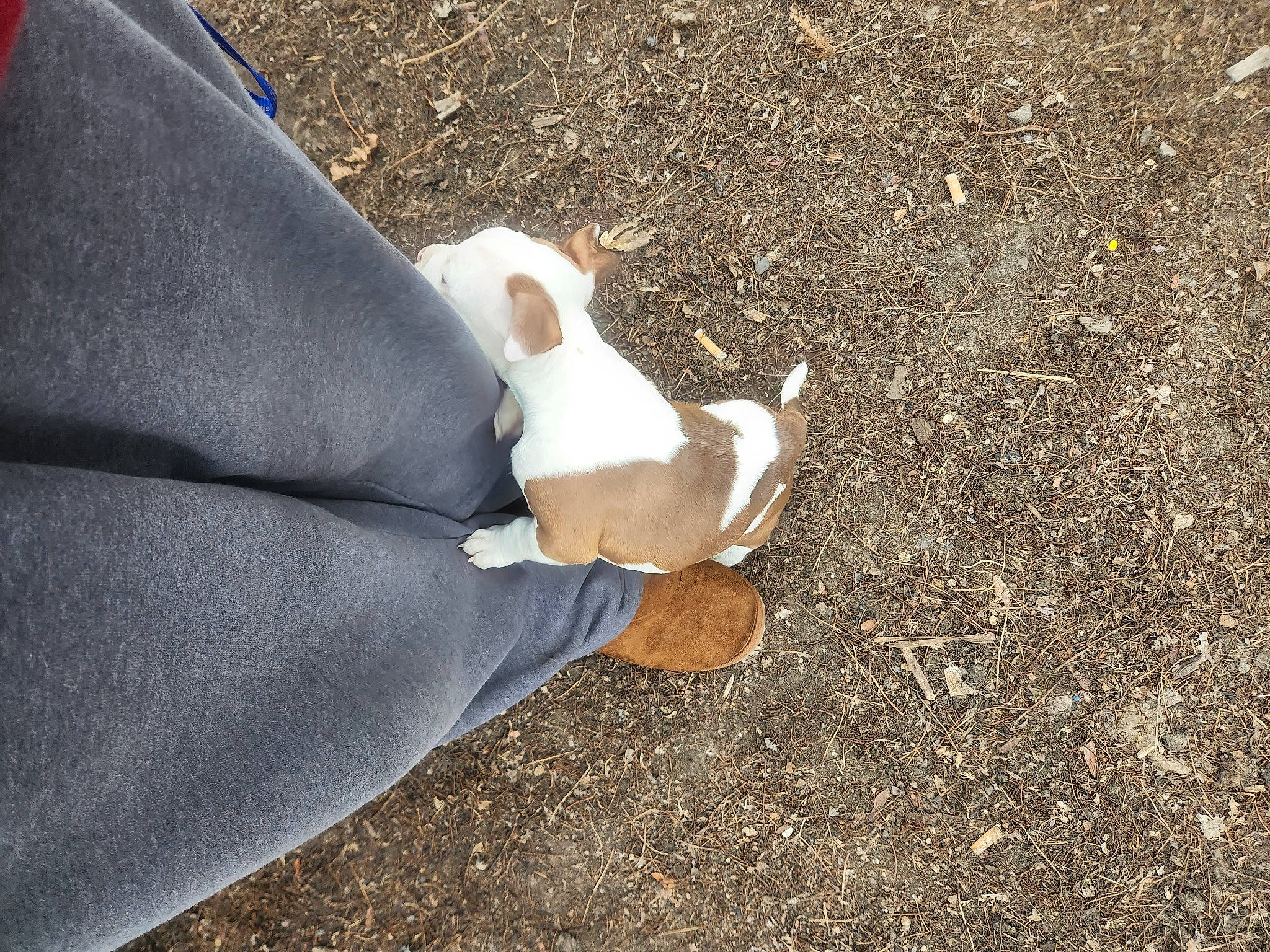 Bentley joined the competition — help win amazing prizes! asphalt, carnivore, comfort, companion_dog, dog, dog_breed, fawn, foot, gesture, grass, human_leg, knee, people_in_nature, road_surface, snout, sporting_group, tail, tints_and_shades, wood, wrist