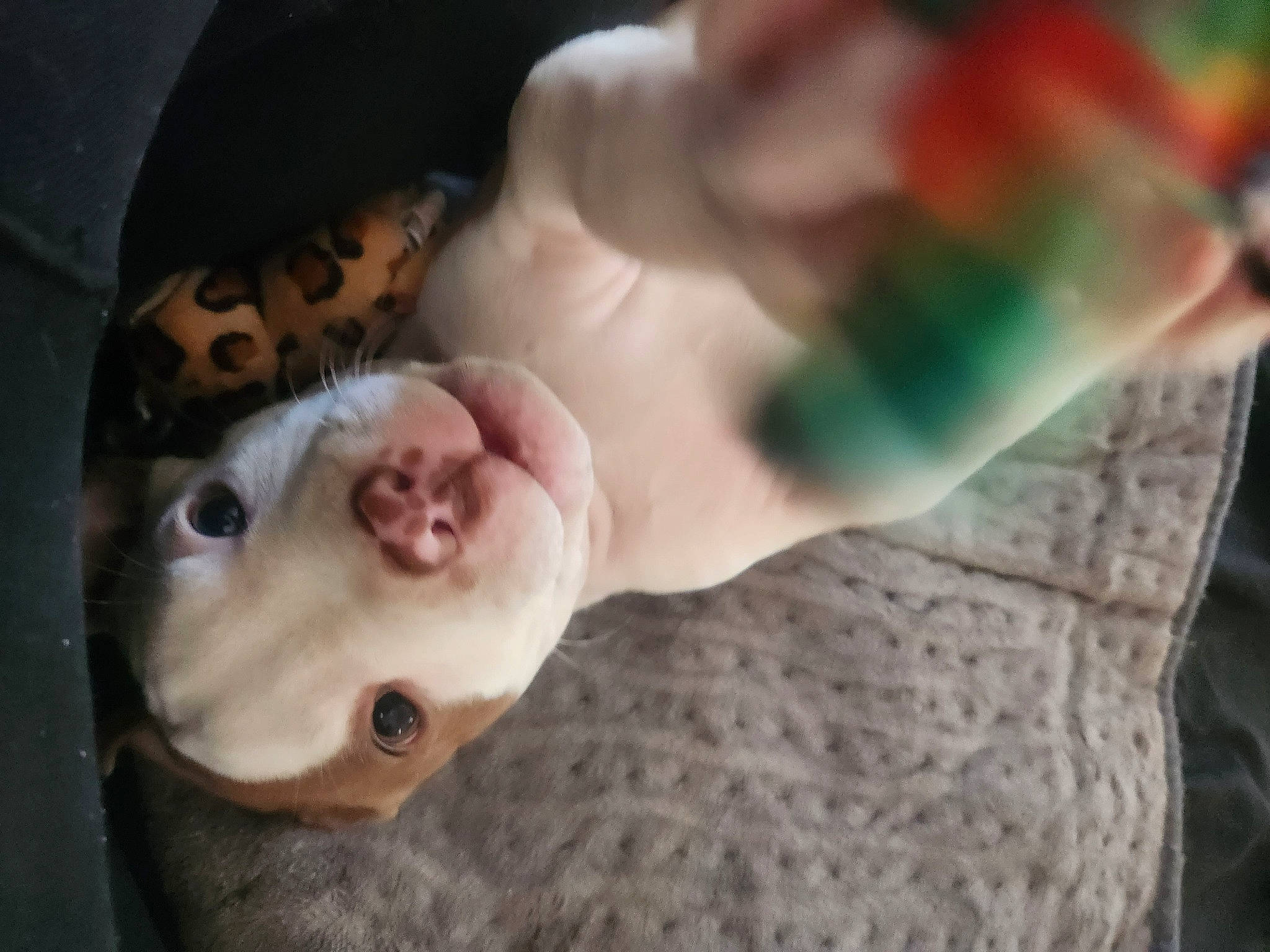 Bentley joined the competition — help win amazing prizes! abdomen, canidae, carnivore, chest, companion_dog, dog_breed, eye, fawn, felidae, flesh, foot, fur, human_leg, jaw, paw, small_to_medium_sized_cats, snout, sporting_group, tail, whiskers