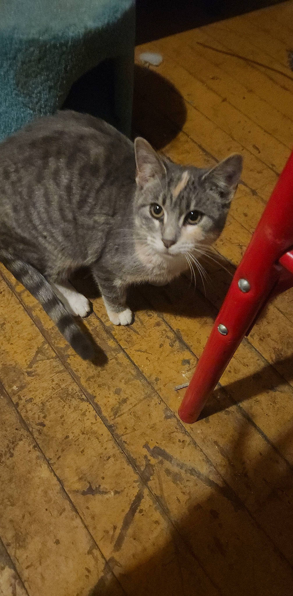 Stormmy is registered to the contest to win money with this photo: carmine, carnivore, cat, cat_toy, claw, curious, domestic_short_haired_cat, felidae, flooring, fur, grey, hardwood, paw, sitting, small_to_medium_sized_cats, snout, tail, terrestrial_animal, whiskers, wood