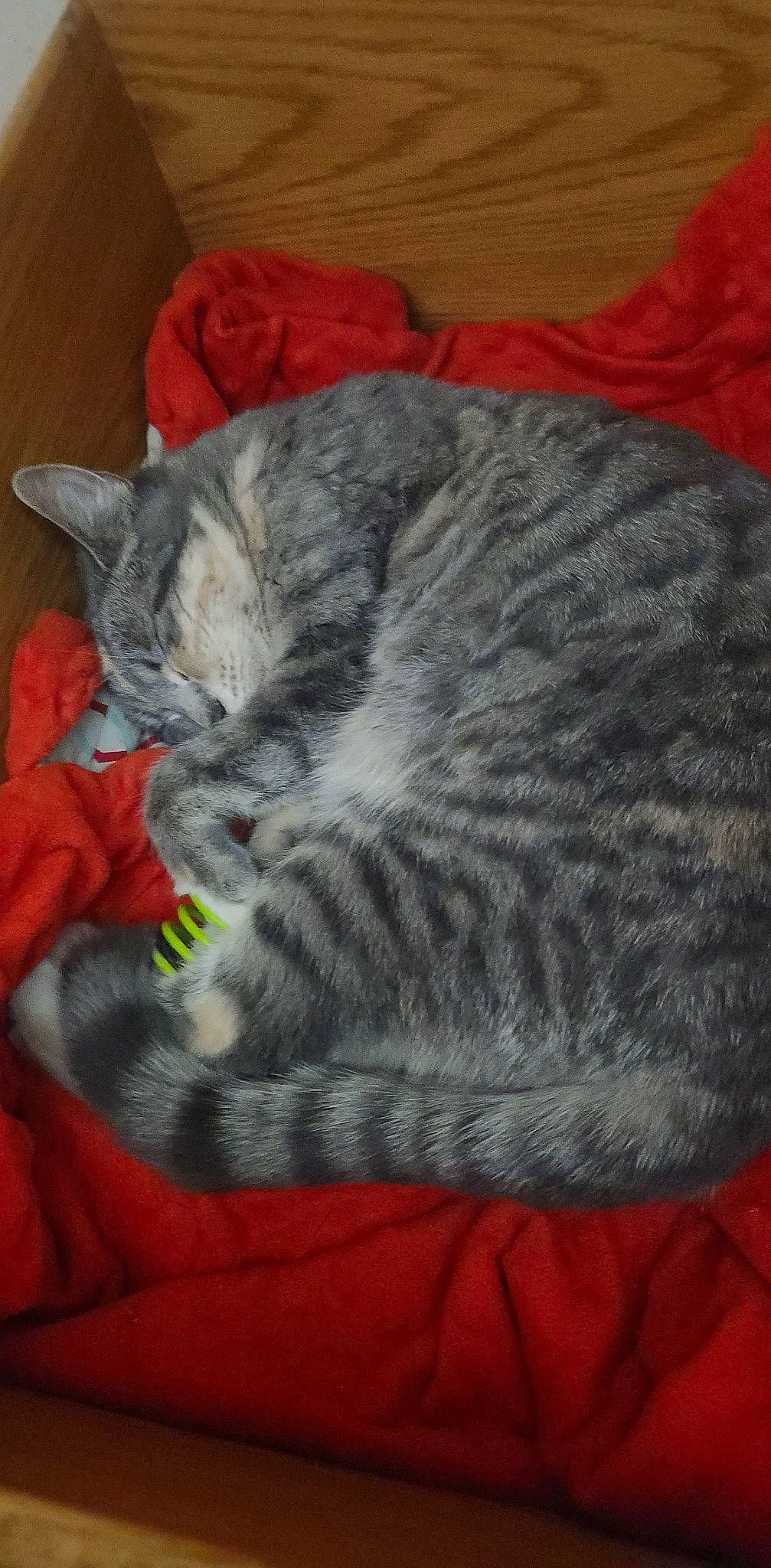 Stormmy is registered to the contest to win money with this photo: carnivore, cat, cat_bed, claw, comfort, domestic_short_haired_cat, felidae, fur, grey, nap, paw, sleep, small_to_medium_sized_cats, snout, tail, terrestrial_animal, thread, whiskers