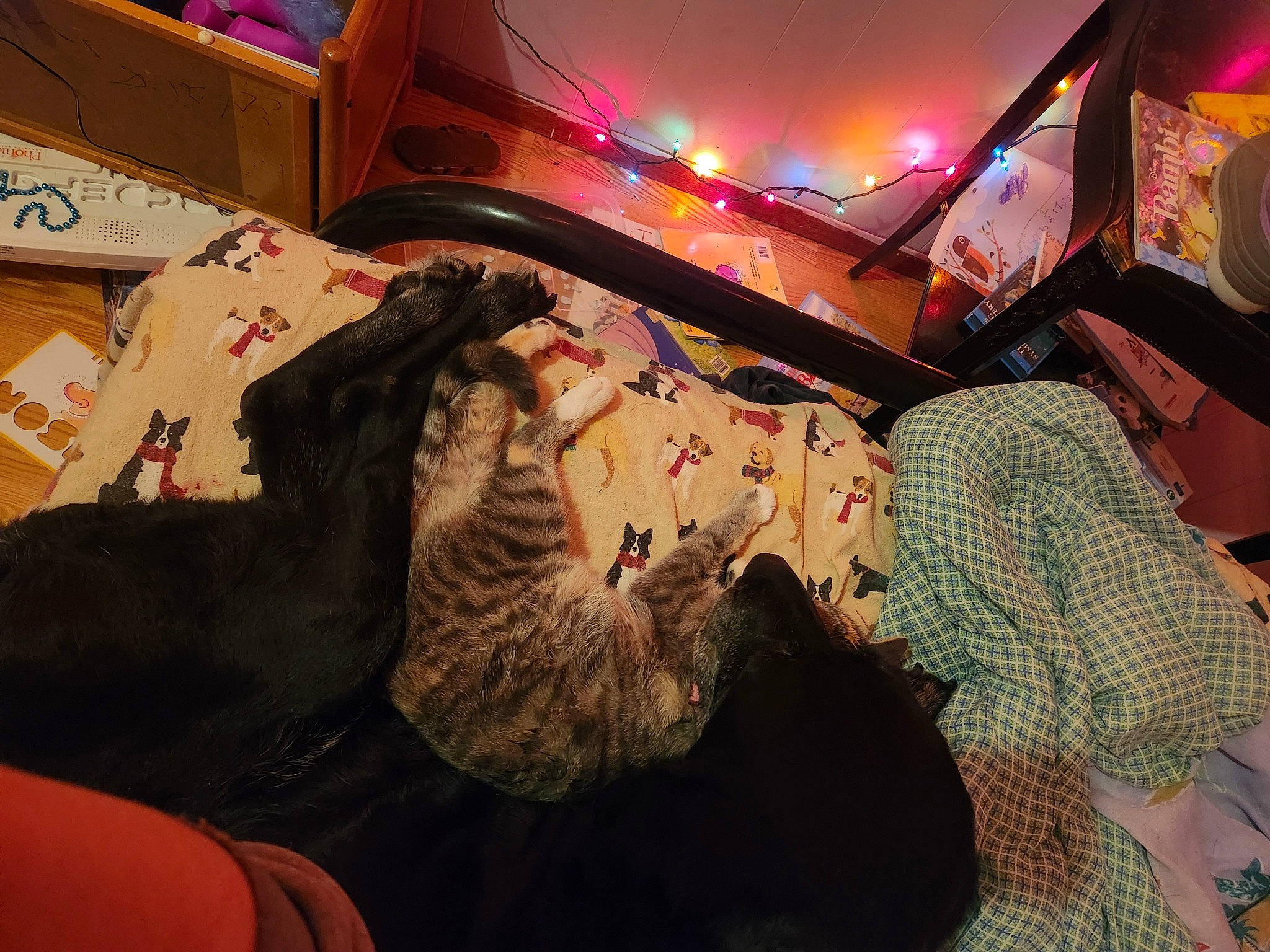 Stormmy joined the competition — help win amazing prizes! bed, bedroom, carnivore, carton, comfort, companion_dog, couch, felidae, flesh, fun, fur, human_leg, lap, living_room, magenta, room, shipping_box, sitting, small_to_medium_sized_cats, sporting_group