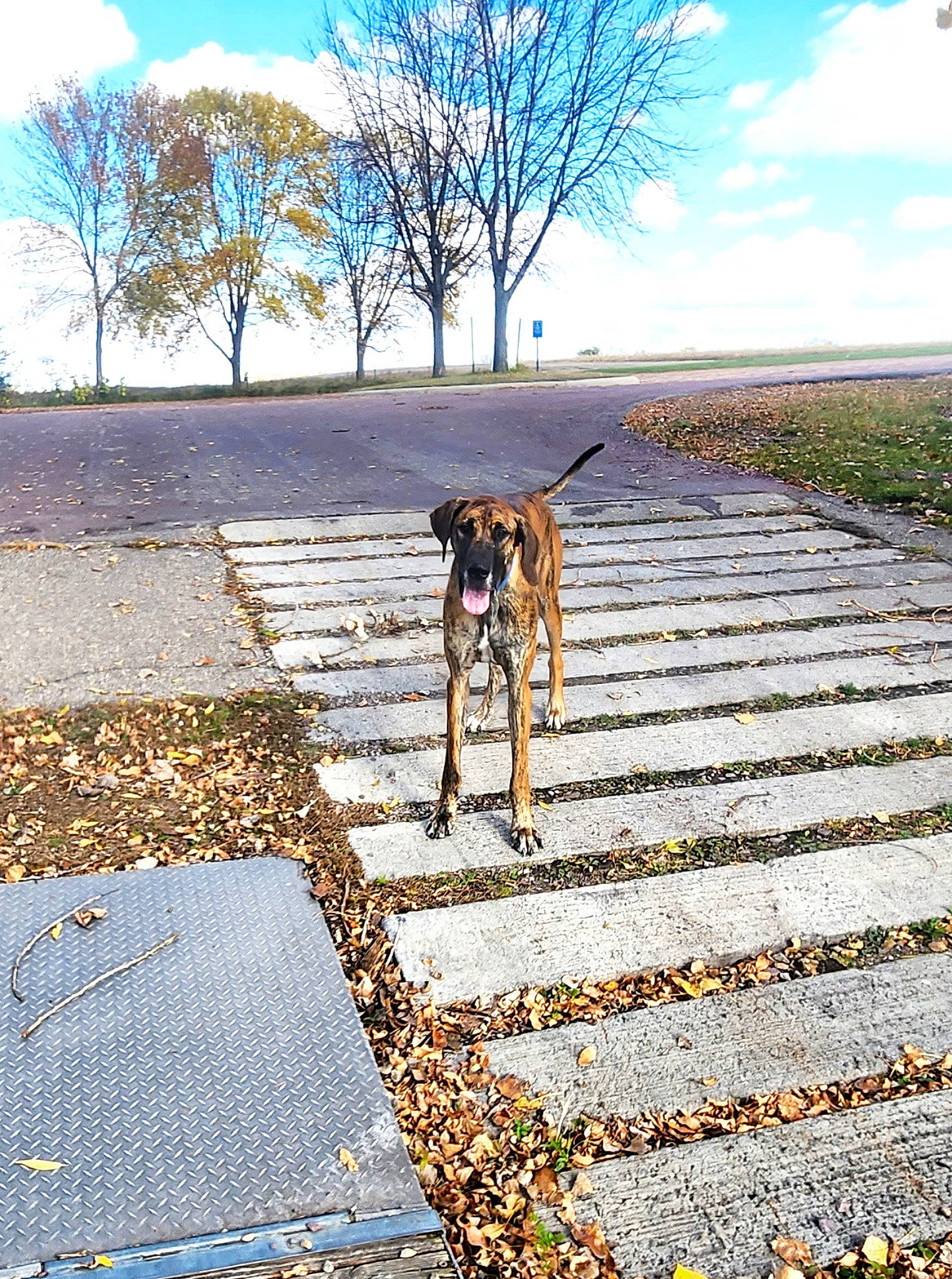 Chevelle joined the competition — help win amazing prizes! asphalt, blue, carnivore, cloud, dog, dog_breed, fawn, flooring, grass, landscape, people_in_nature, plant, road, road_surface, sidewalk, sky, tints_and_shades, tree, wood, working_animal