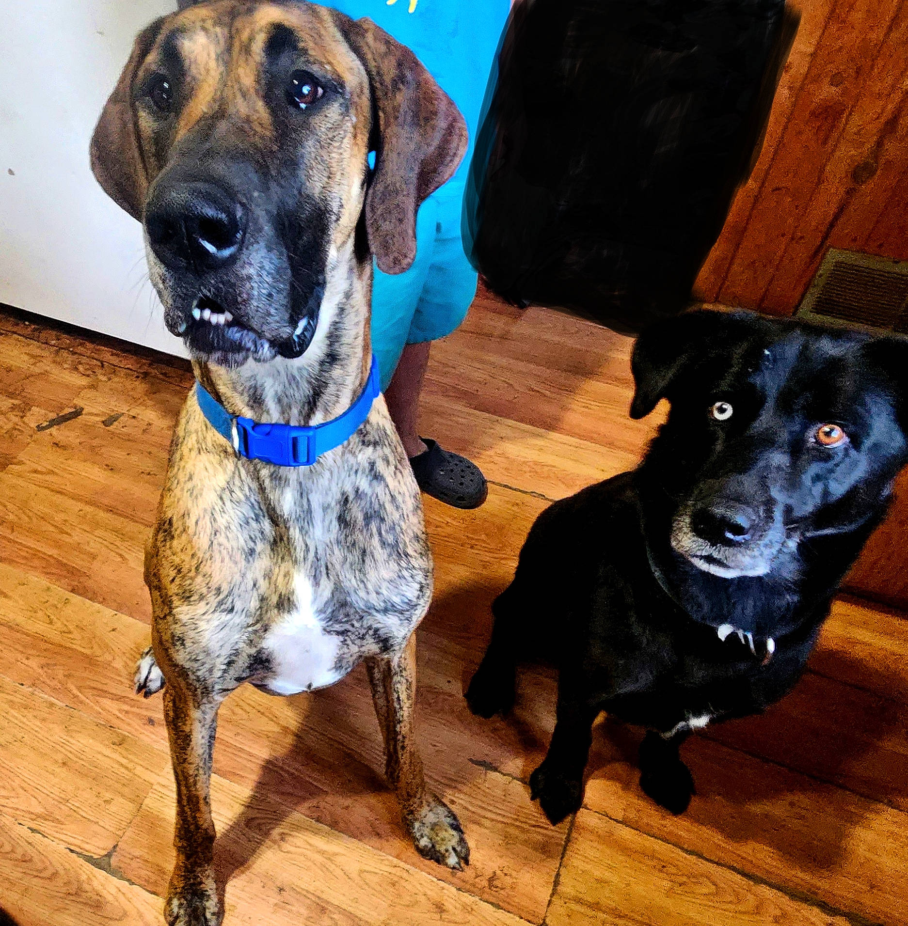 Chevelle joined the competition — help win amazing prizes! canidae, carnivore, collar, companion_dog, dog, dog_breed, dog_collar, dog_supply, electric_blue, fawn, flooring, fur, guard_dog, hunting_dog, pet_supply, snout, sporting_group, vertebrate, working_animal, working_dog