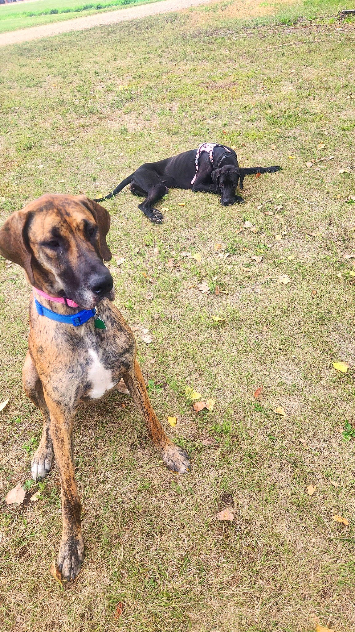 Chevelle joined the competition — help win amazing prizes! canidae, carnivore, collar, companion_dog, dog, dog_breed, dog_collar, dog_hiking, dog_supply, fawn, grass, guard_dog, gun_dog, hunting_dog, leash, pet_supply, soil, treeing_tennessee_brindle, working_animal, working_dog