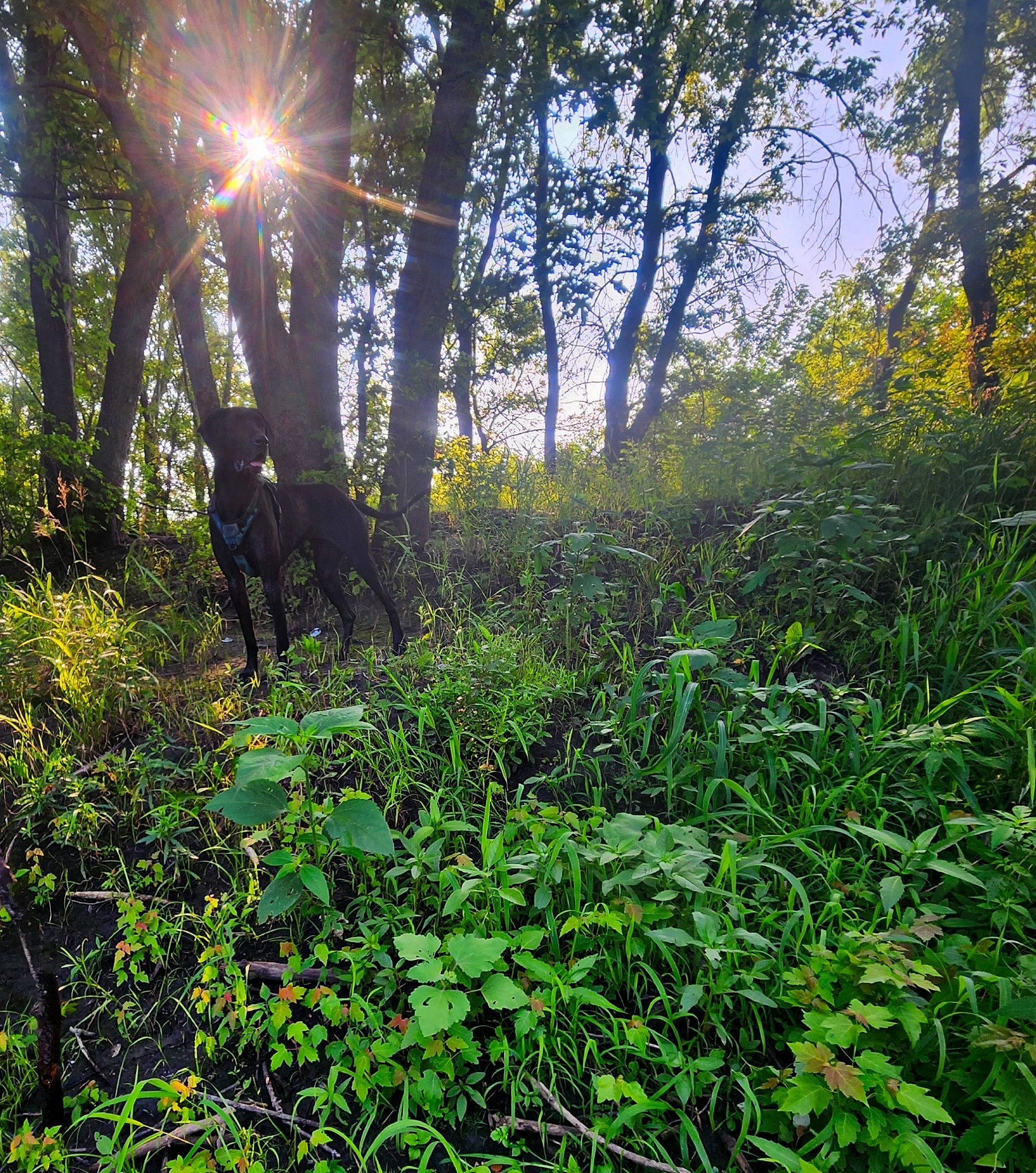 Mercedes is registered to the contest to win money with this photo: deciduous, forest, grass, groundcover, grove, landscape, lens_flare, natural_landscape, people_in_nature, plant, shade, shrub, sky, temperate_broadleaf_and_mixed_forest, terrestrial_plant, tints_and_shades, tree, trunk, twig, wood