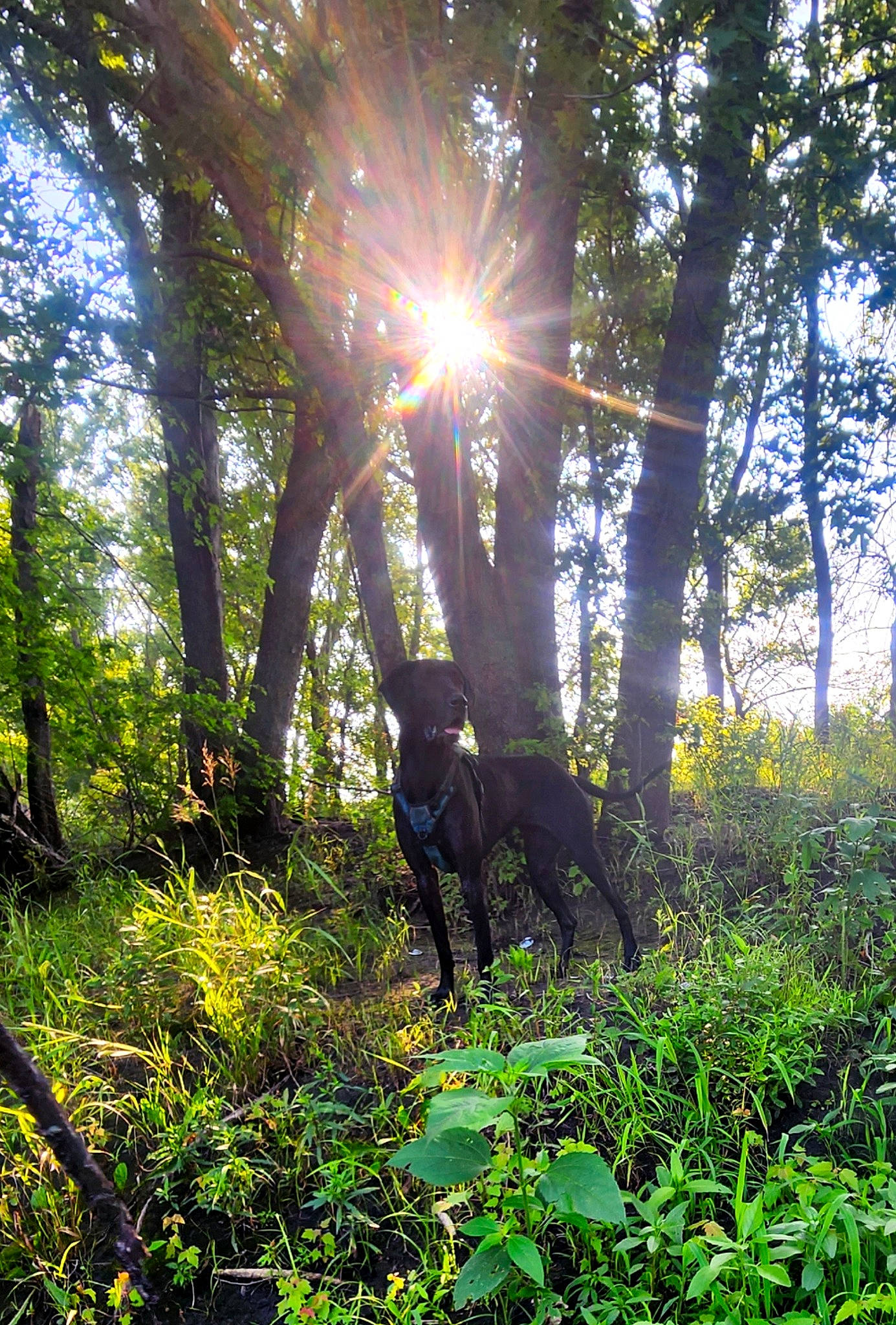 Mercedes joined the competition — help win amazing prizes! astronomical_object, biome, carnivore, deciduous, forest, grass, landscape, lens_flare, natural_landscape, people_in_nature, plant, shade, sky, temperate_broadleaf_and_mixed_forest, terrestrial_plant, tints_and_shades, tree, trunk, wood, woodland