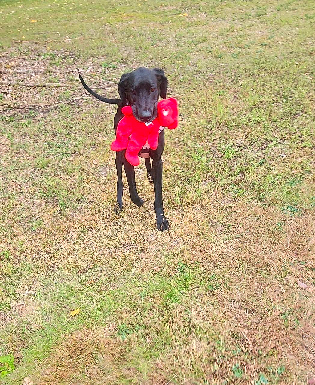 Mercedes joined the competition — help win amazing prizes! canidae, carnivore, collar, companion_dog, dog, dog_breed, dog_collar, dog_supply, fashion_accessory, fawn, grass, hat, leash, pet_supply, recreation, snout, soil, sporting_group, tail, working_animal