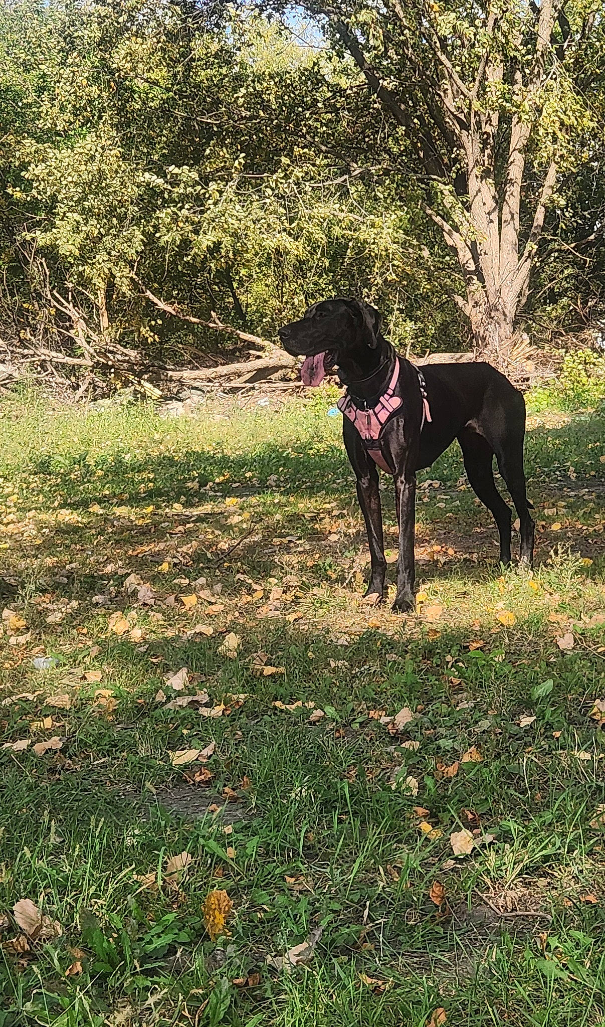 Mercedes joined the competition — help win amazing prizes! art, carnivore, dog, dog_breed, fawn, grass, grassland, groundcover, guard_dog, gun_dog, landscape, pasture, people_in_nature, plant, shrub, sporting_group, tail, terrestrial_animal, tree, working_animal